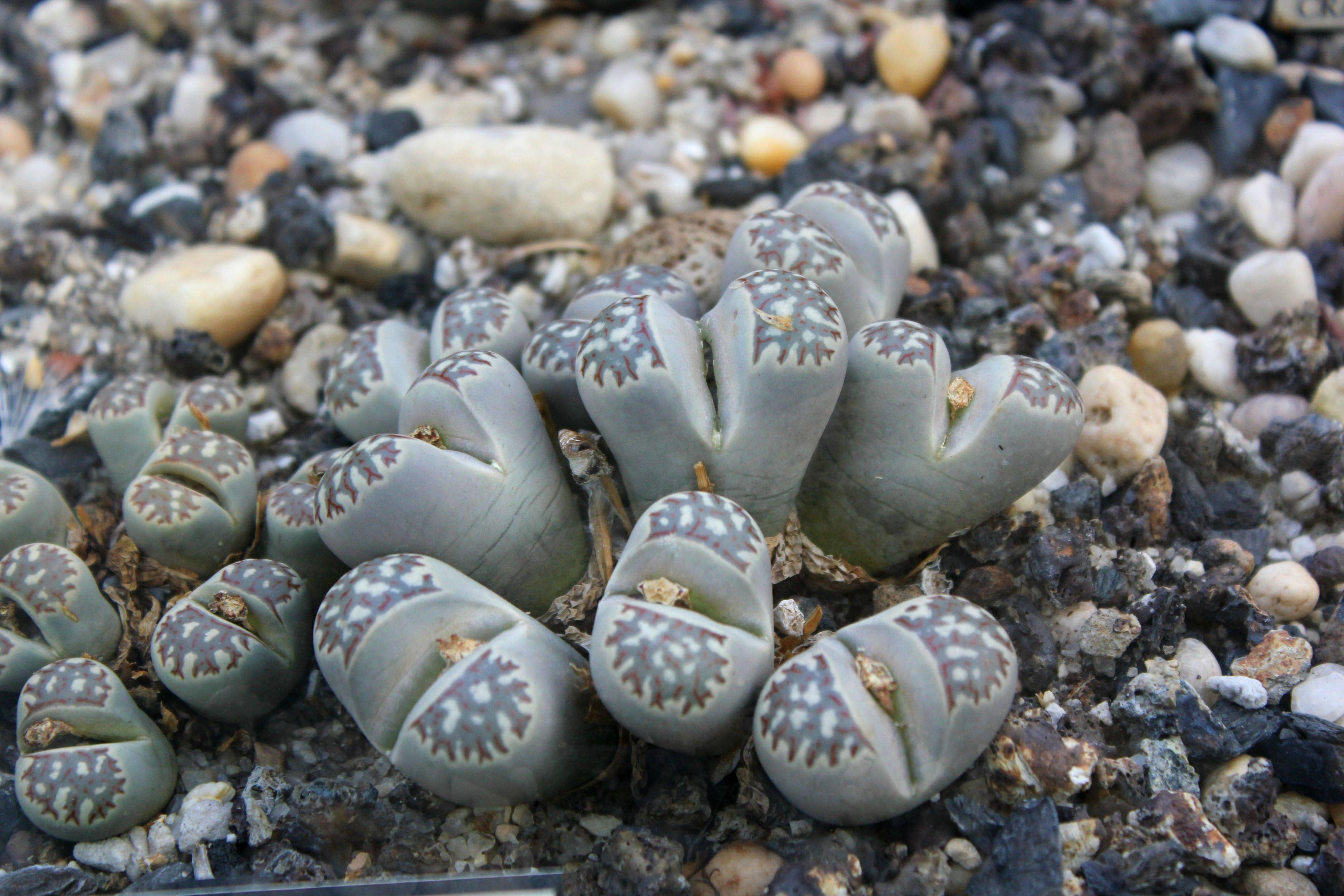 Living-stones-Lithops-dorotheae-