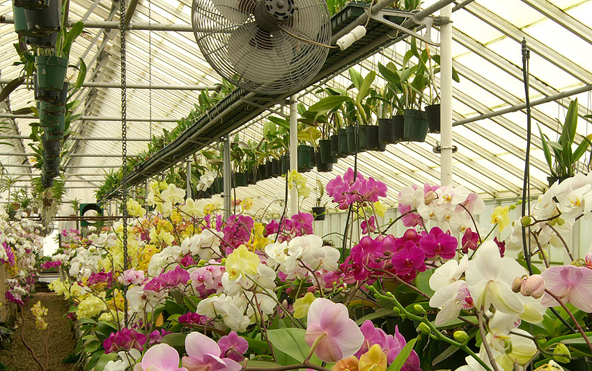 orchid-greenhouse