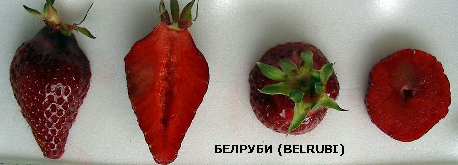 Ciref-Belrubi-Fruit1