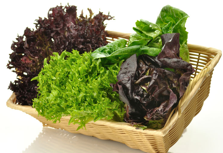 Leaf-colour-determines-lettuce-s-antioxidant