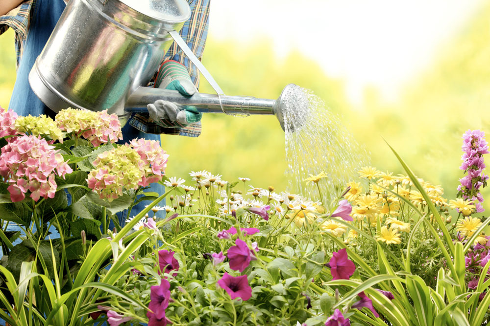 Watering-Flowers---