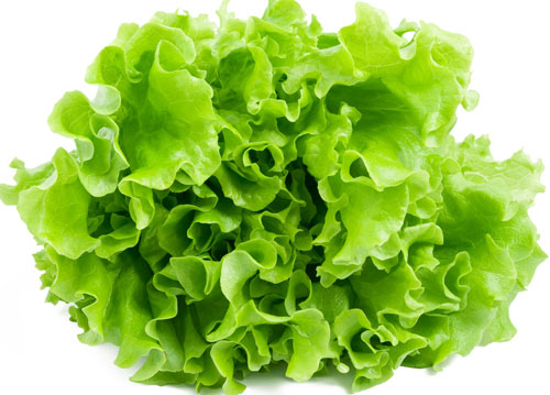 lettuce-(1)-history