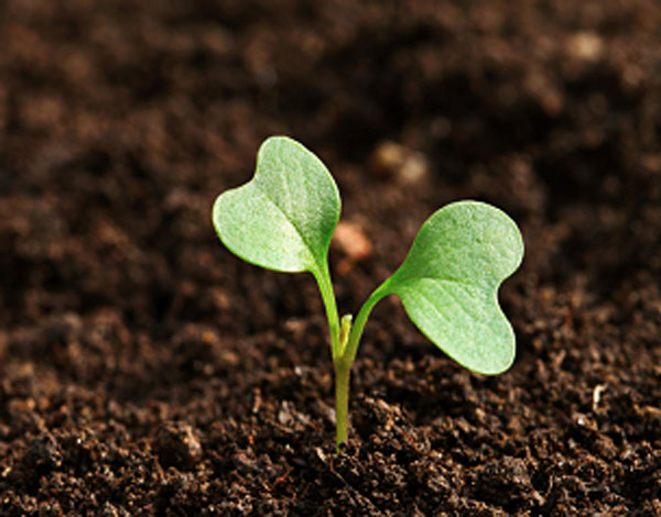 soil1
