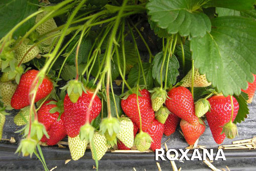 strawberries-roxana