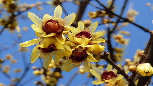 wintersweet0-1