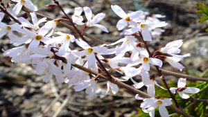 flower3