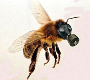 bees-neonicotinoids